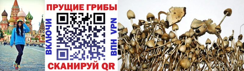 Псилоцибиновые грибы мухоморы  купить наркотик  Ачинск 